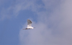 Flying little egret