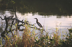 Chinese pond heron